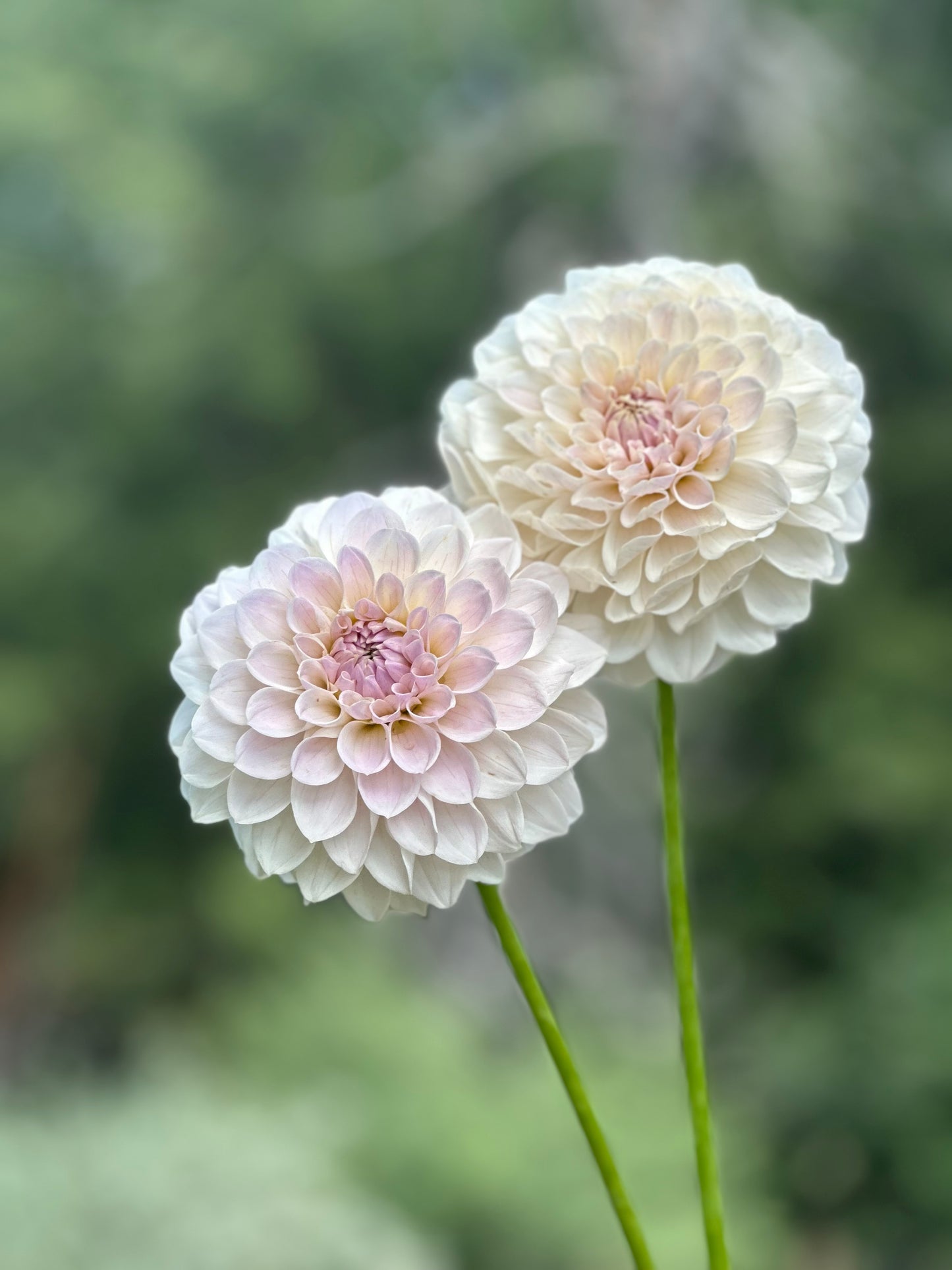 RM Hannah Joe dahlia
