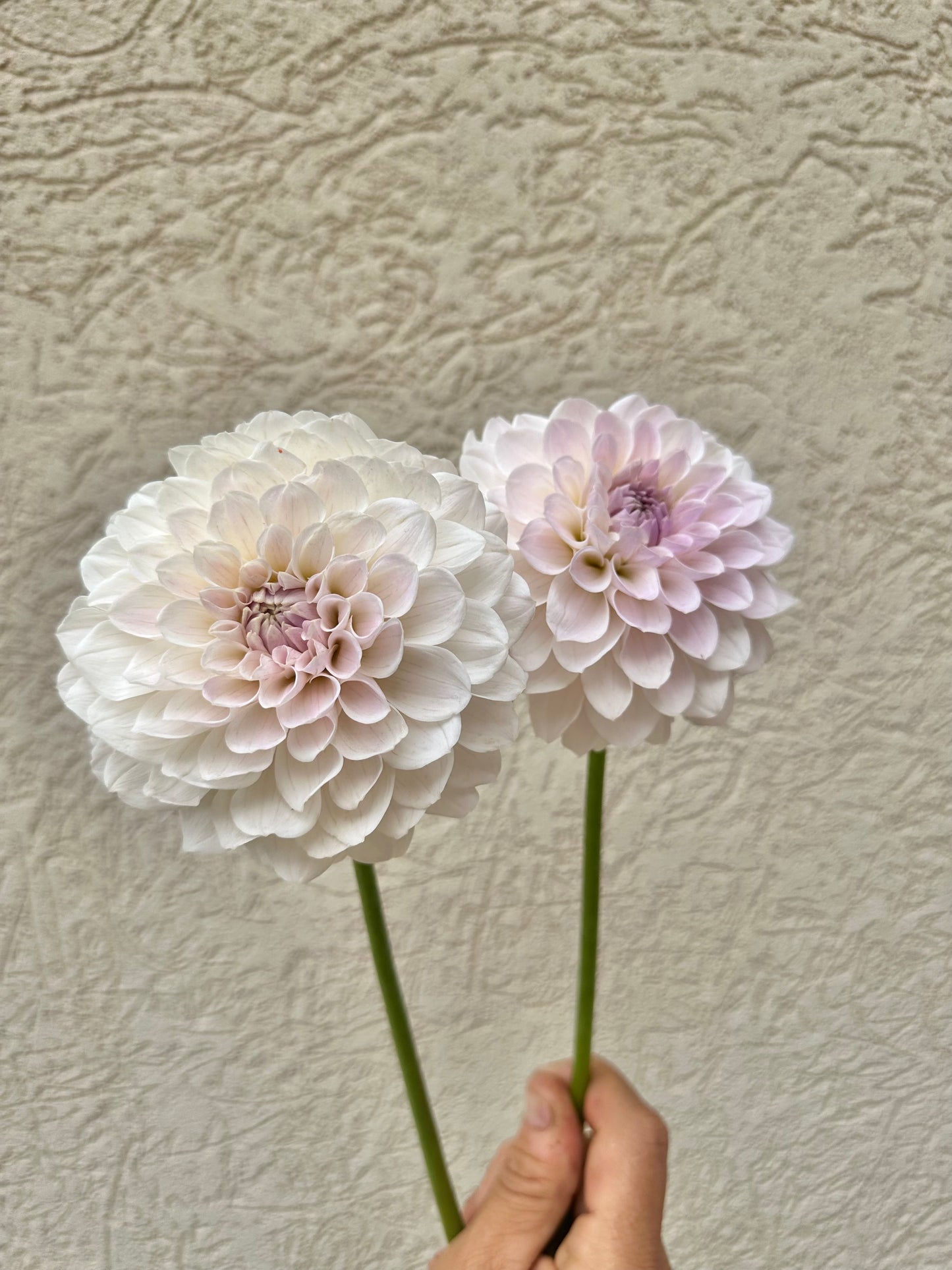 RM Hannah Joe dahlia