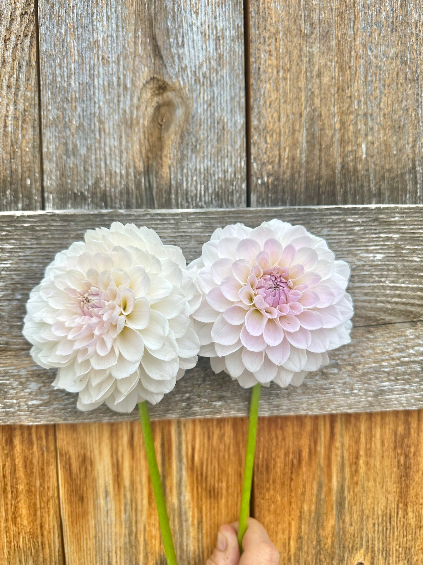 RM Hannah Joe dahlia