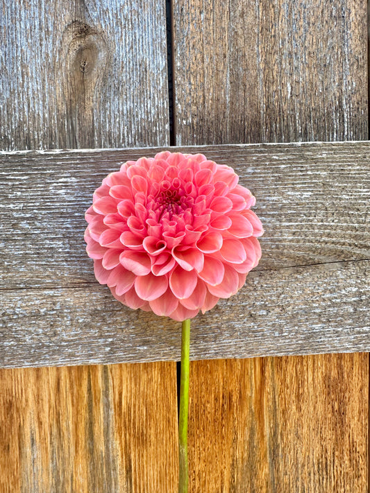 RM Honey Hive dahlia