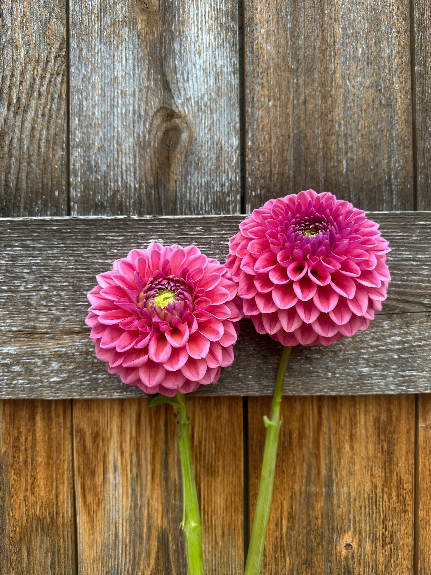 RM Illusion dahlia