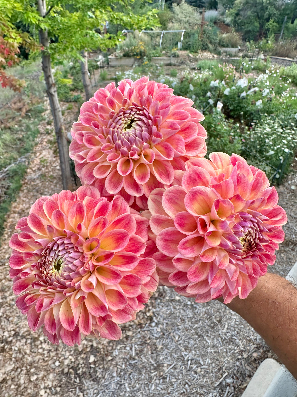 RM James dahlia