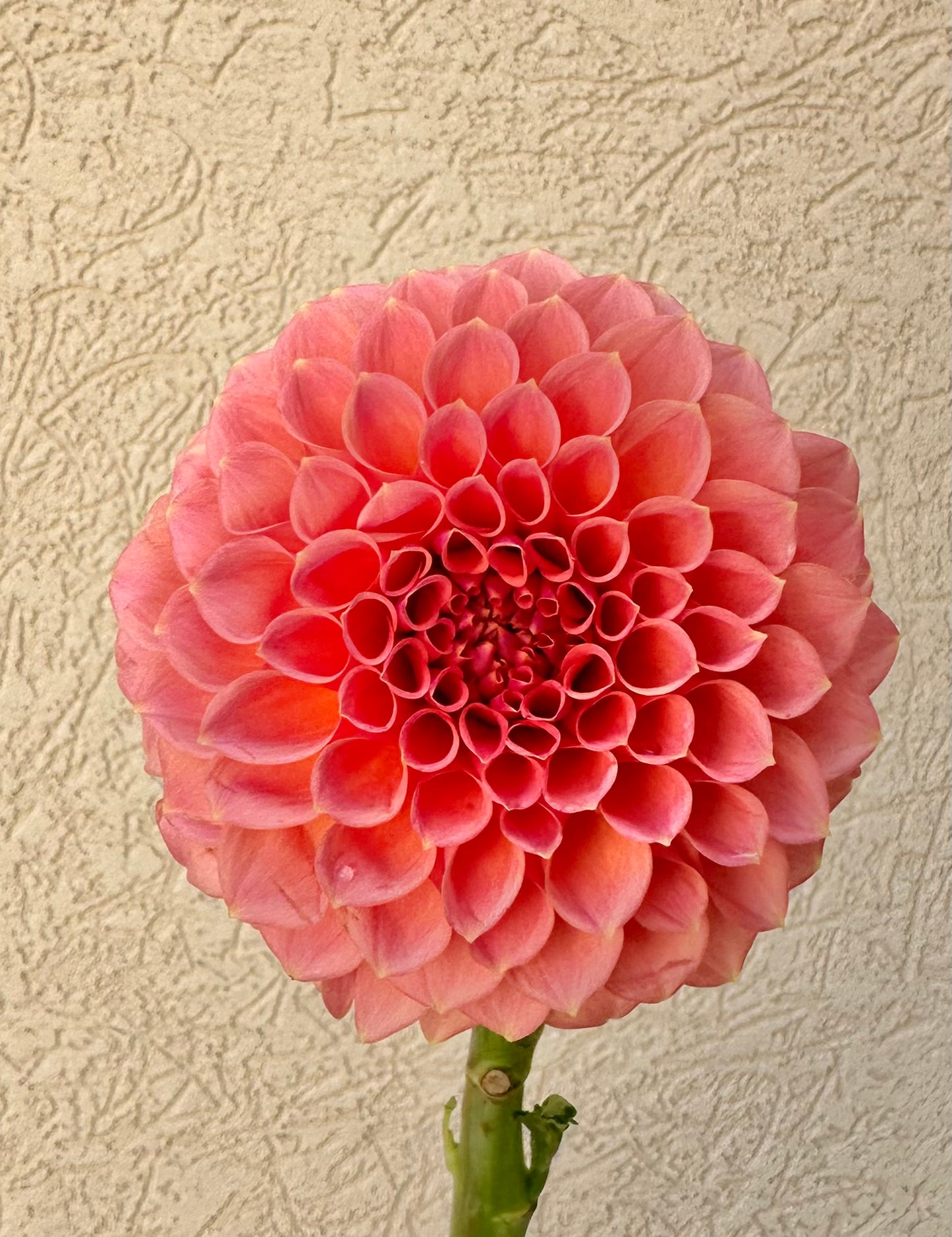 RM Lure dahlia