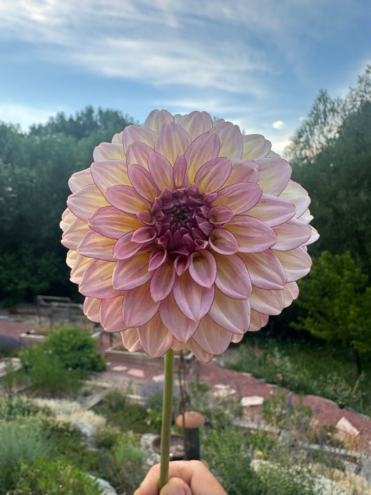 RM Mirage dahlia