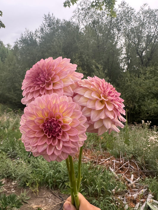 RM Mirage dahlia