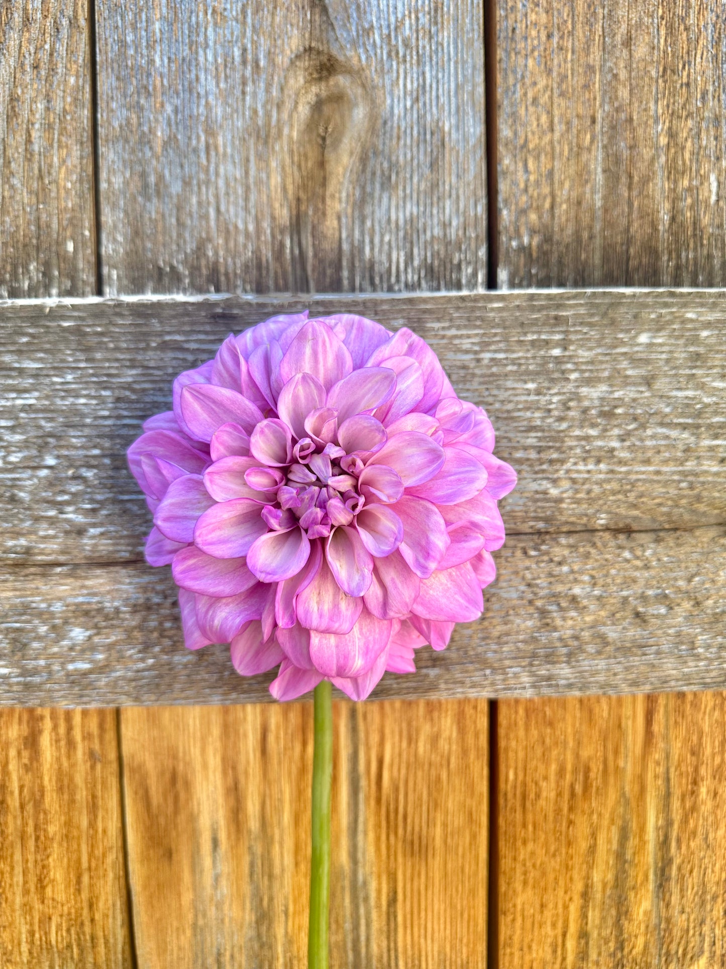 RM Moonlight dahlia