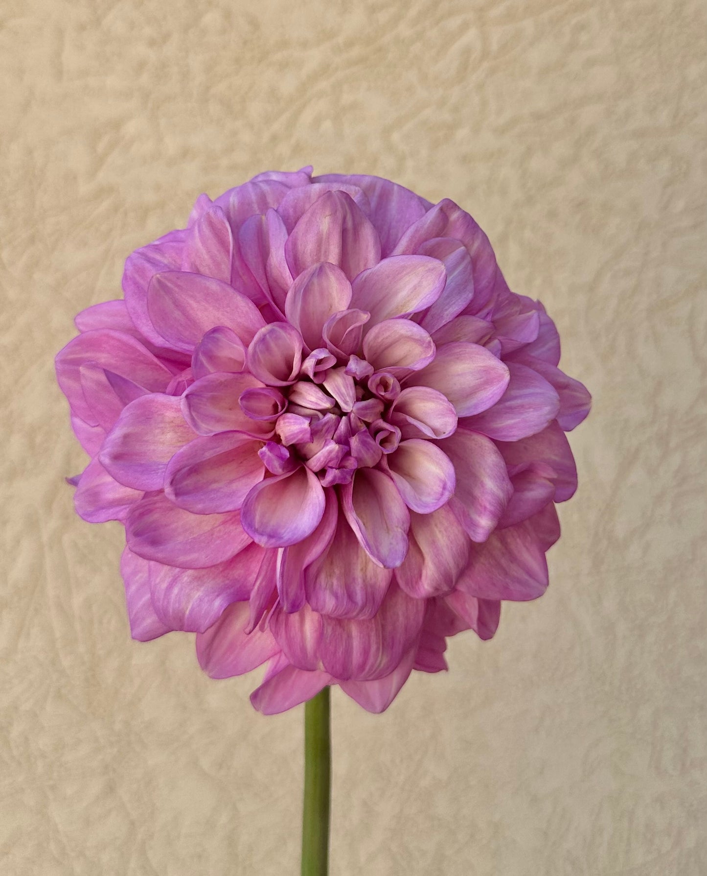 RM Moonlight dahlia