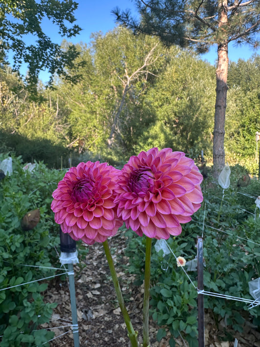 RM Party Popper dahlia