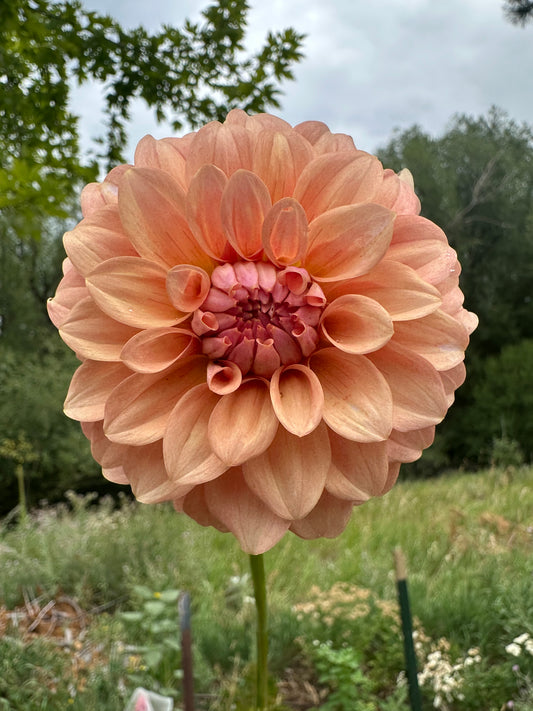 RM Peachy Pink dahlia