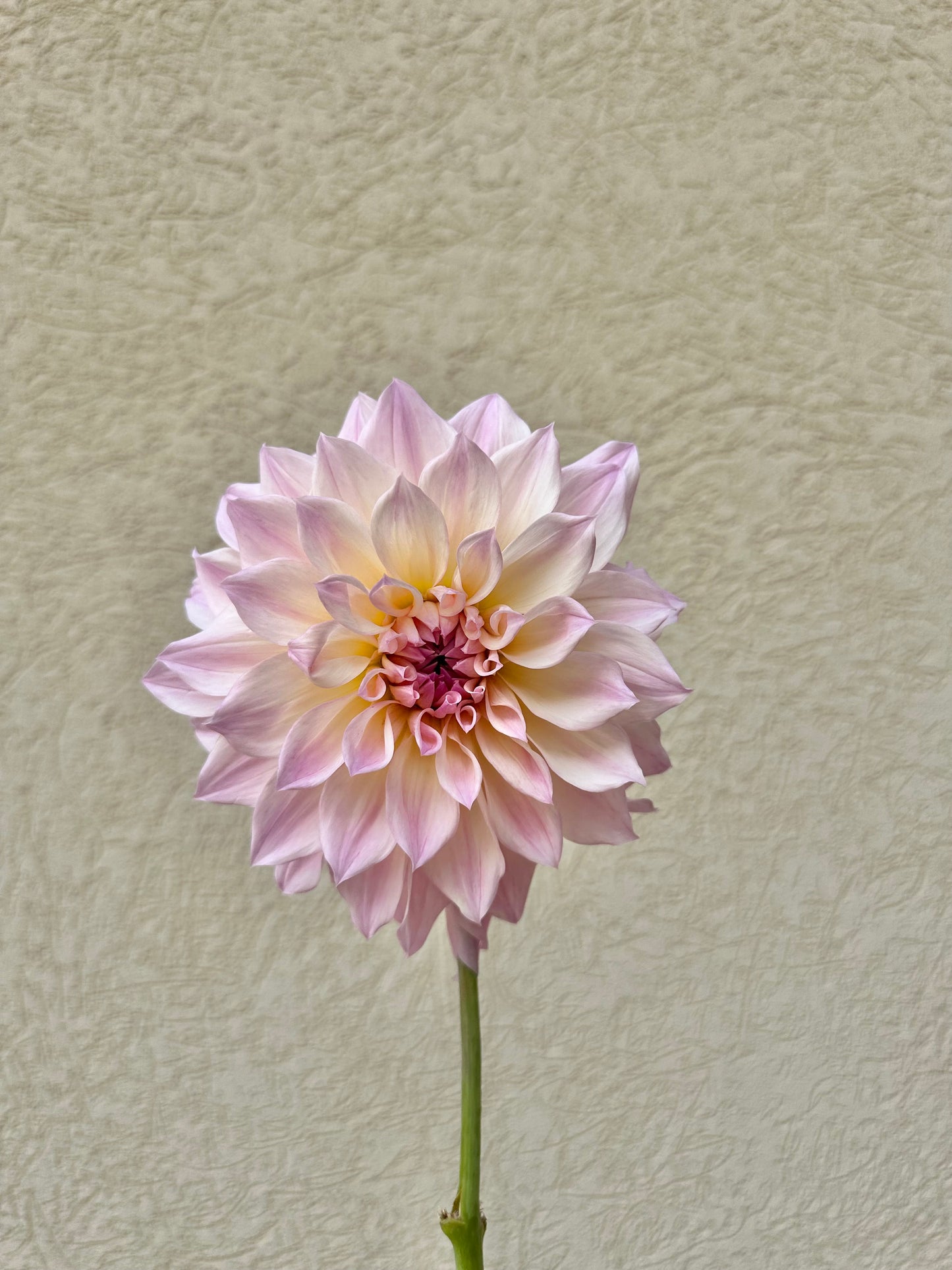 RM Rainier dahlia