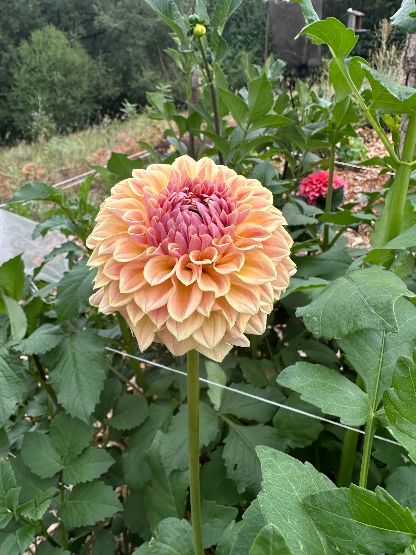 RM Summer Haze dahlia