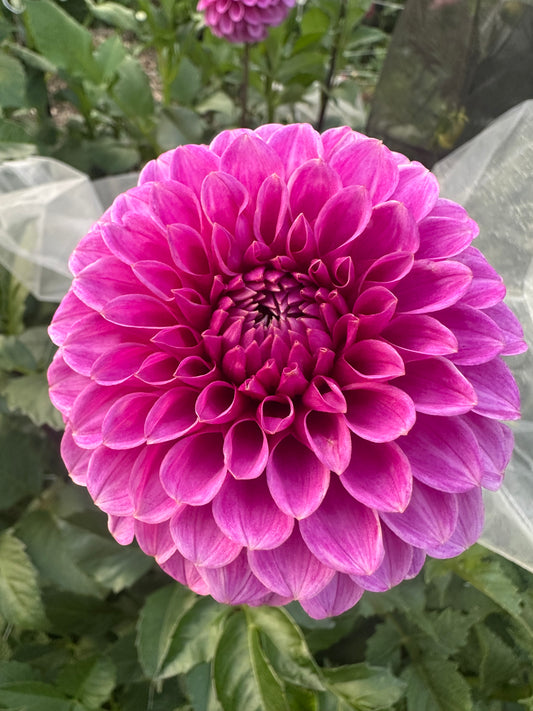 RM Ursula dahlia