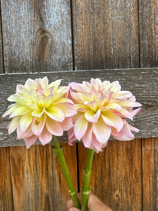 RM Warmth dahlia