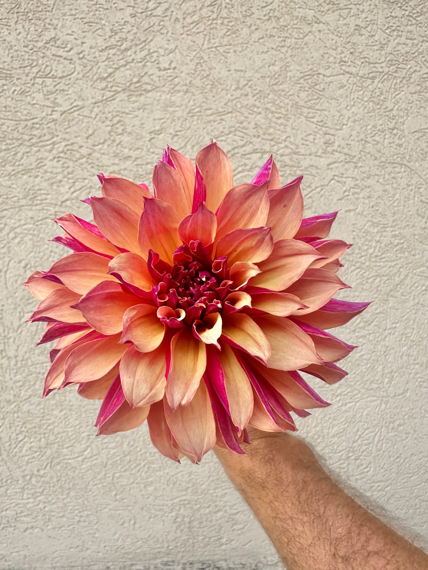 River’s Elizabeth dahlia