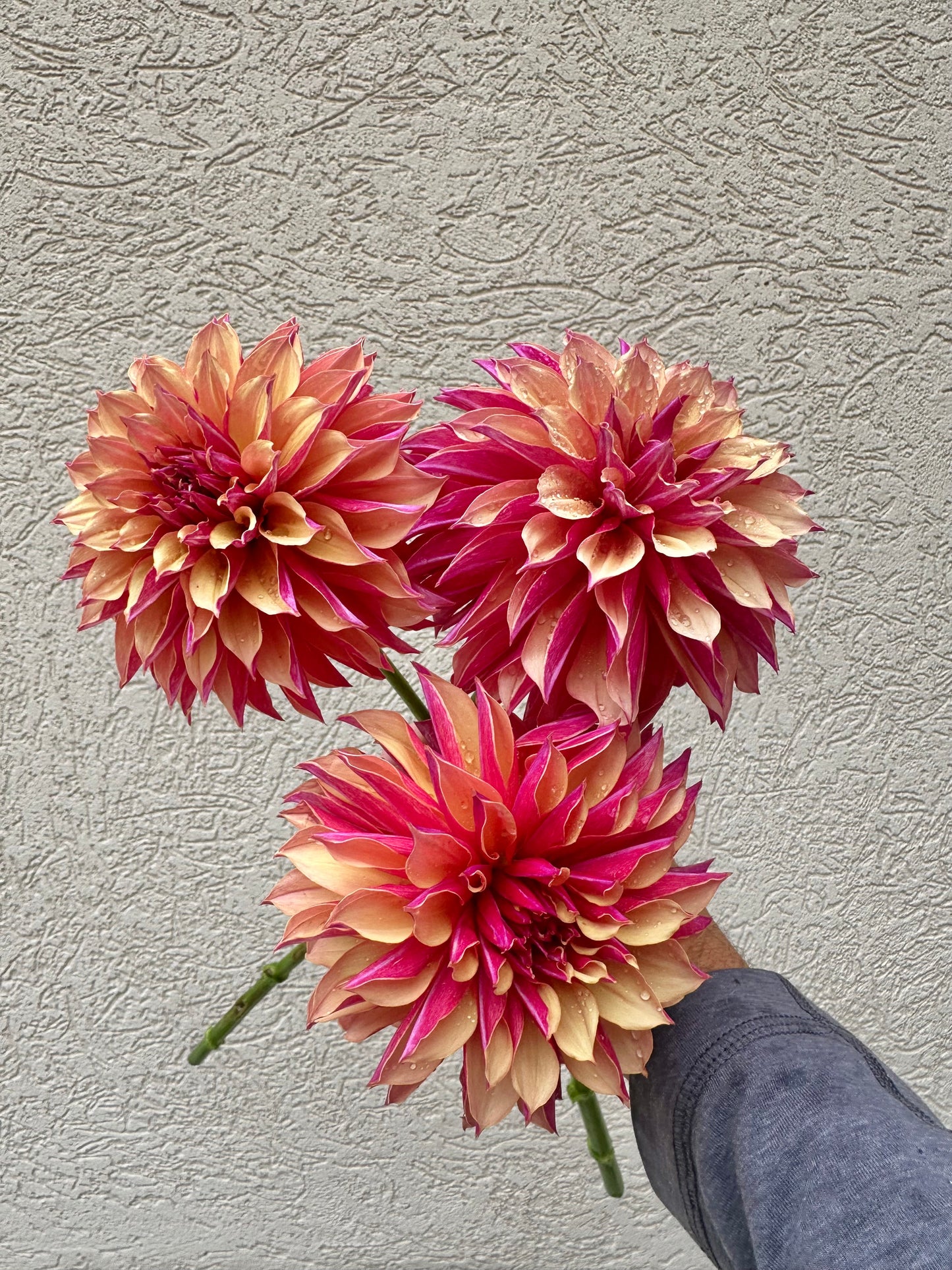 River’s Elizabeth dahlia
