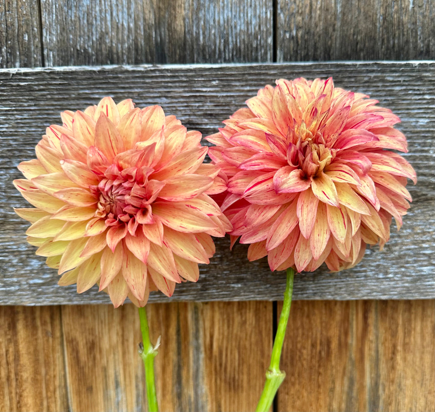 River’s Lorax dahlia