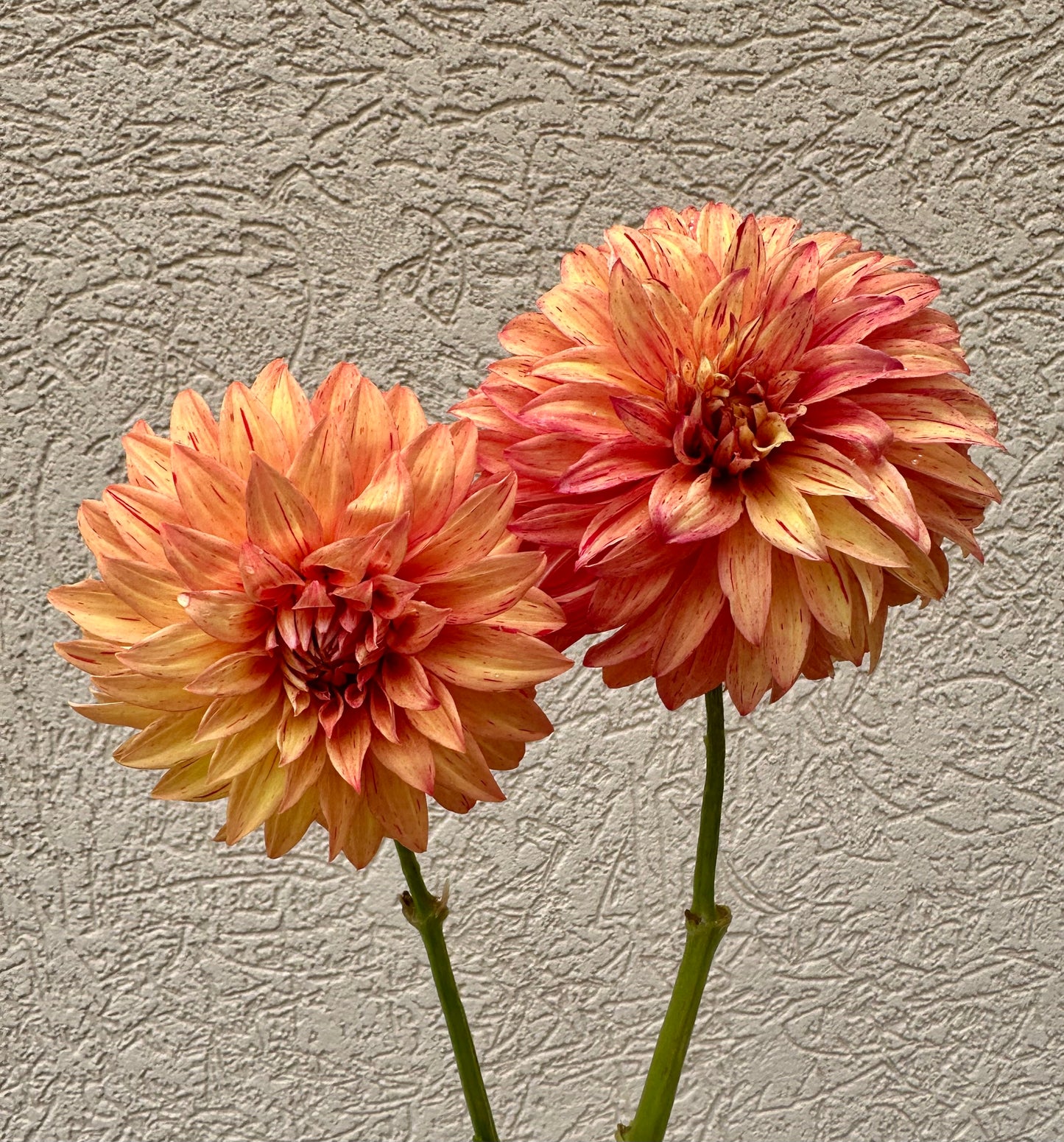 River’s Lorax dahlia