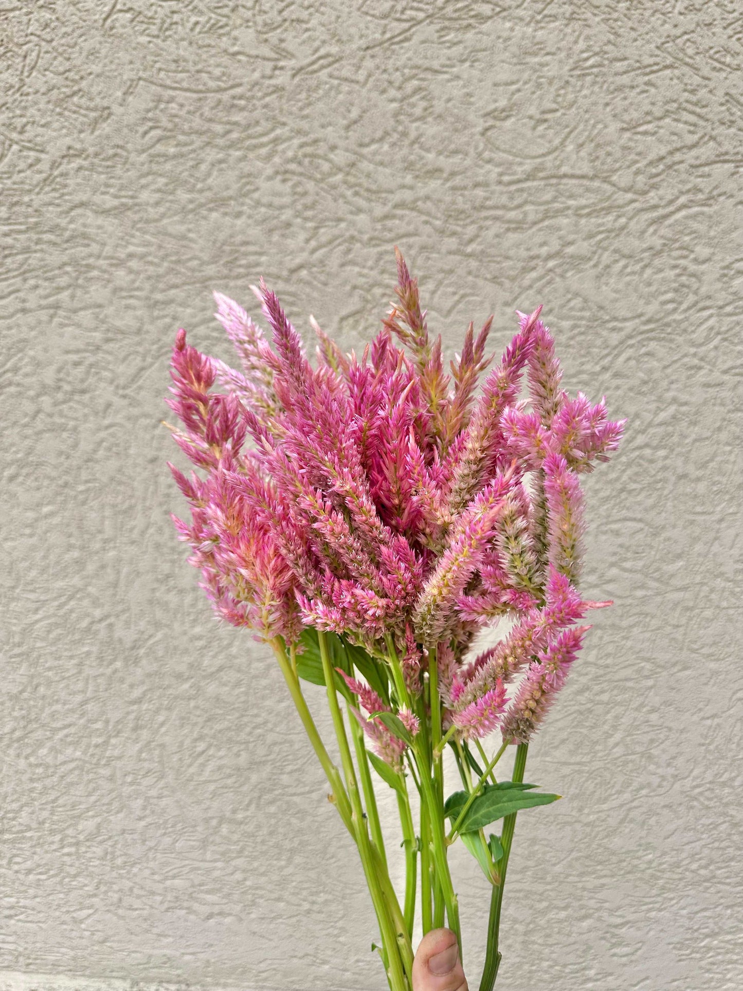 Rose celosia flower bundle