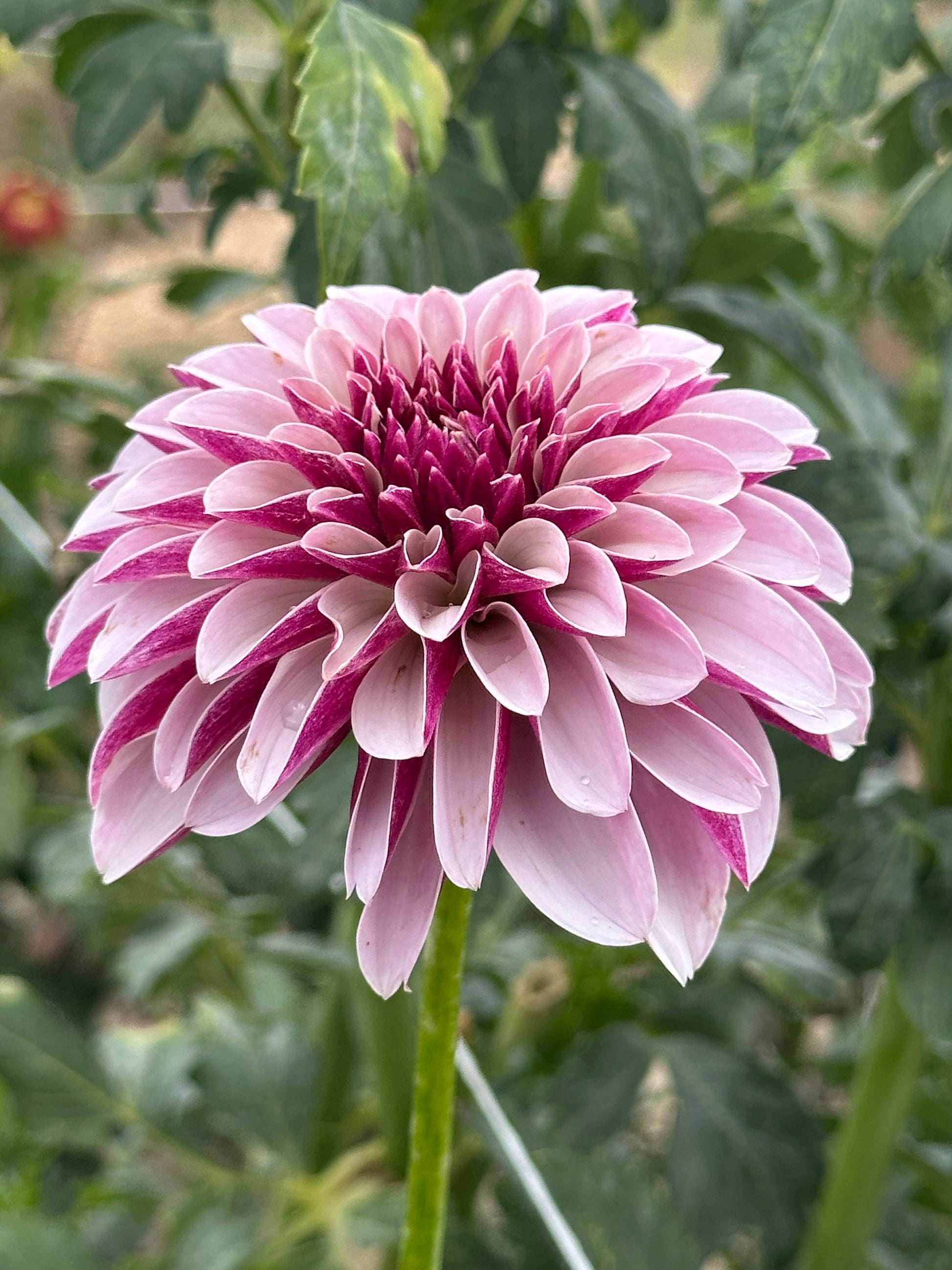 Salish Twilight Girl dahlia