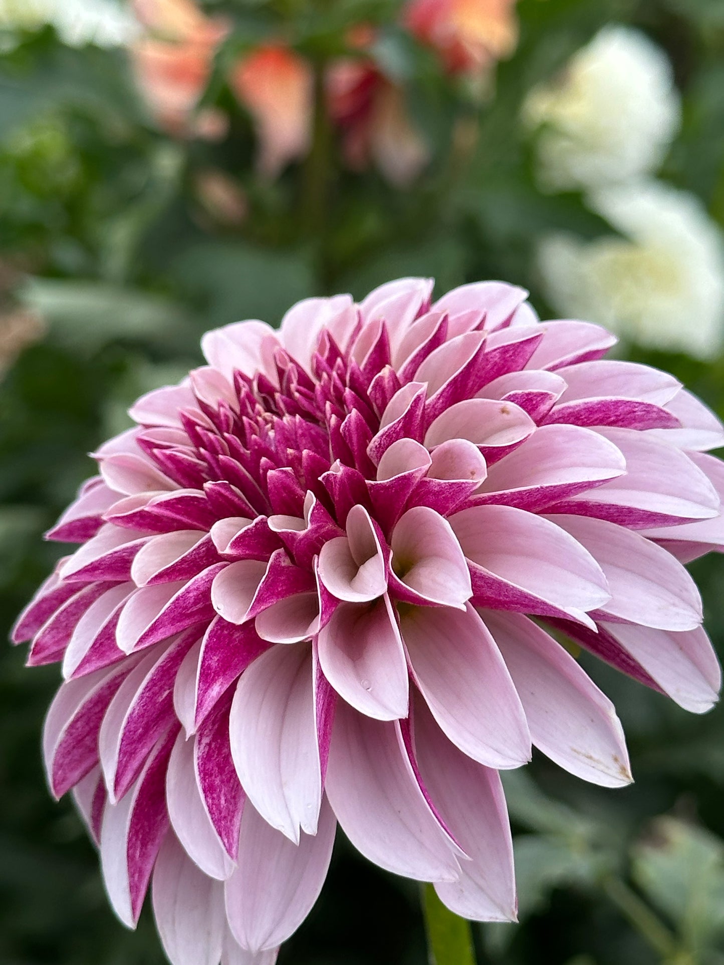 Salish Twilight Girl dahlia