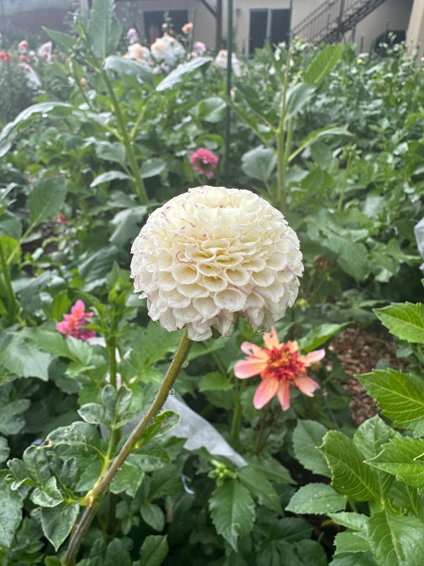 Small World dahlia