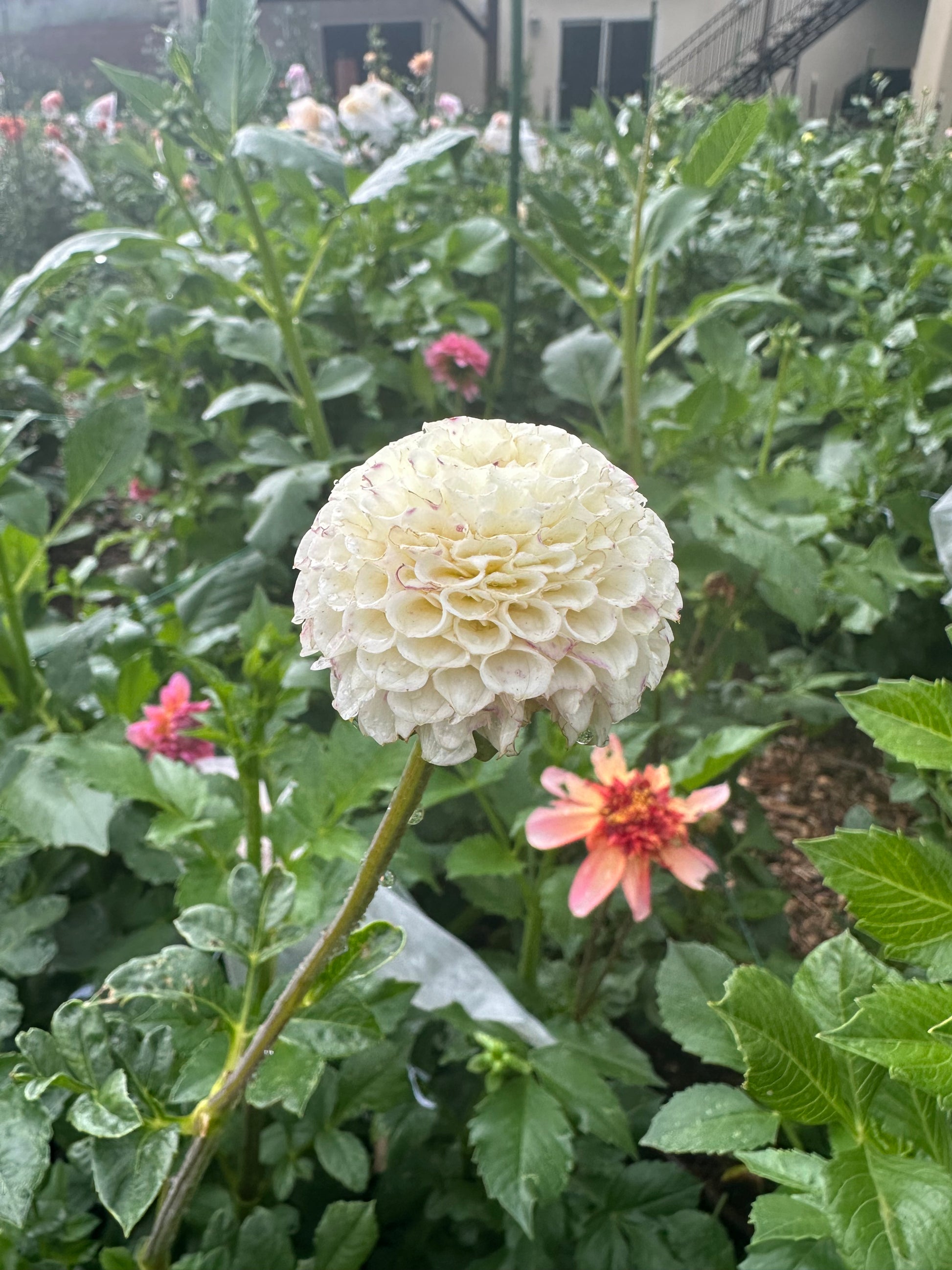 Small World dahlia