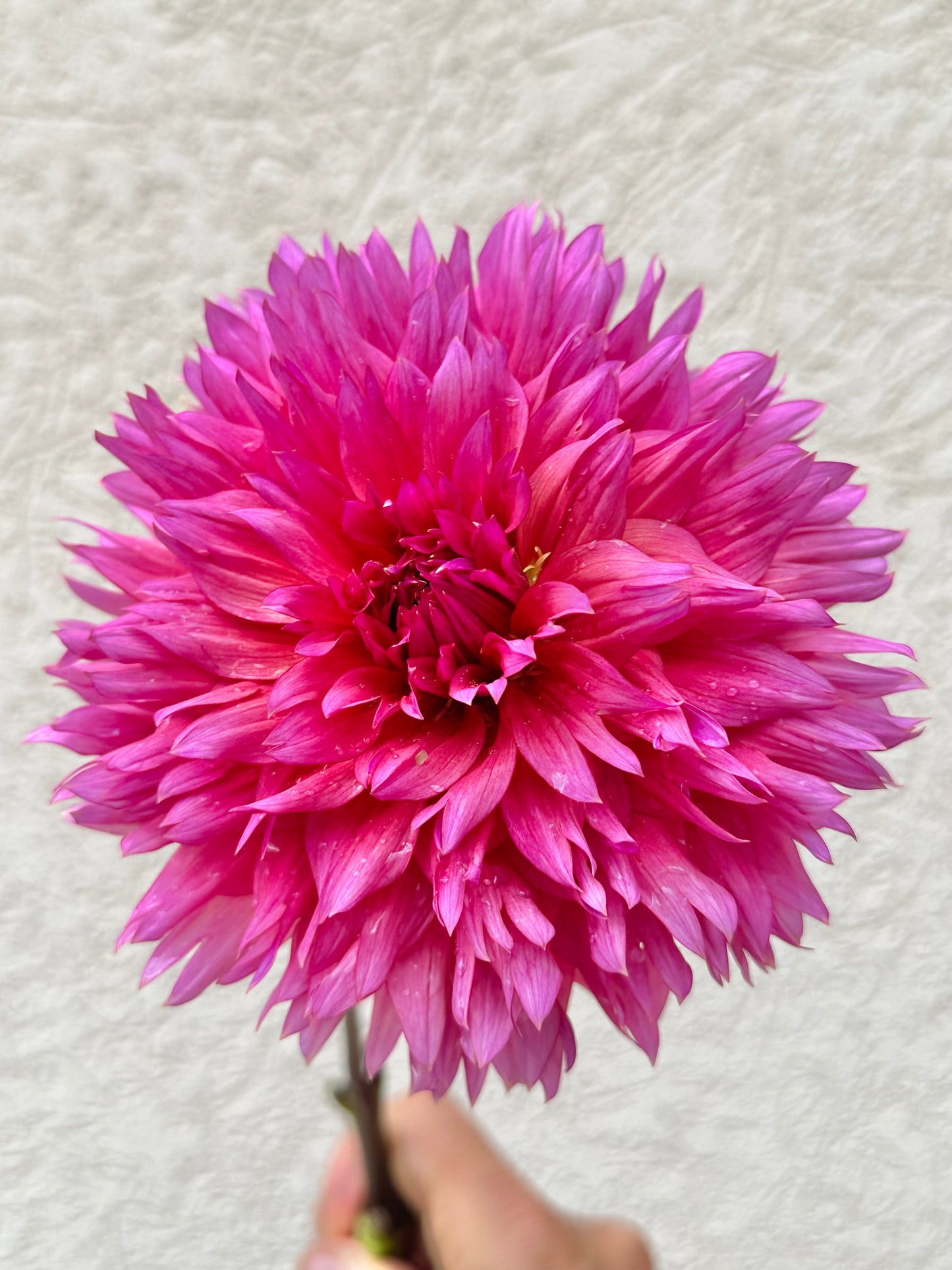 Sonic Bloom dahlia