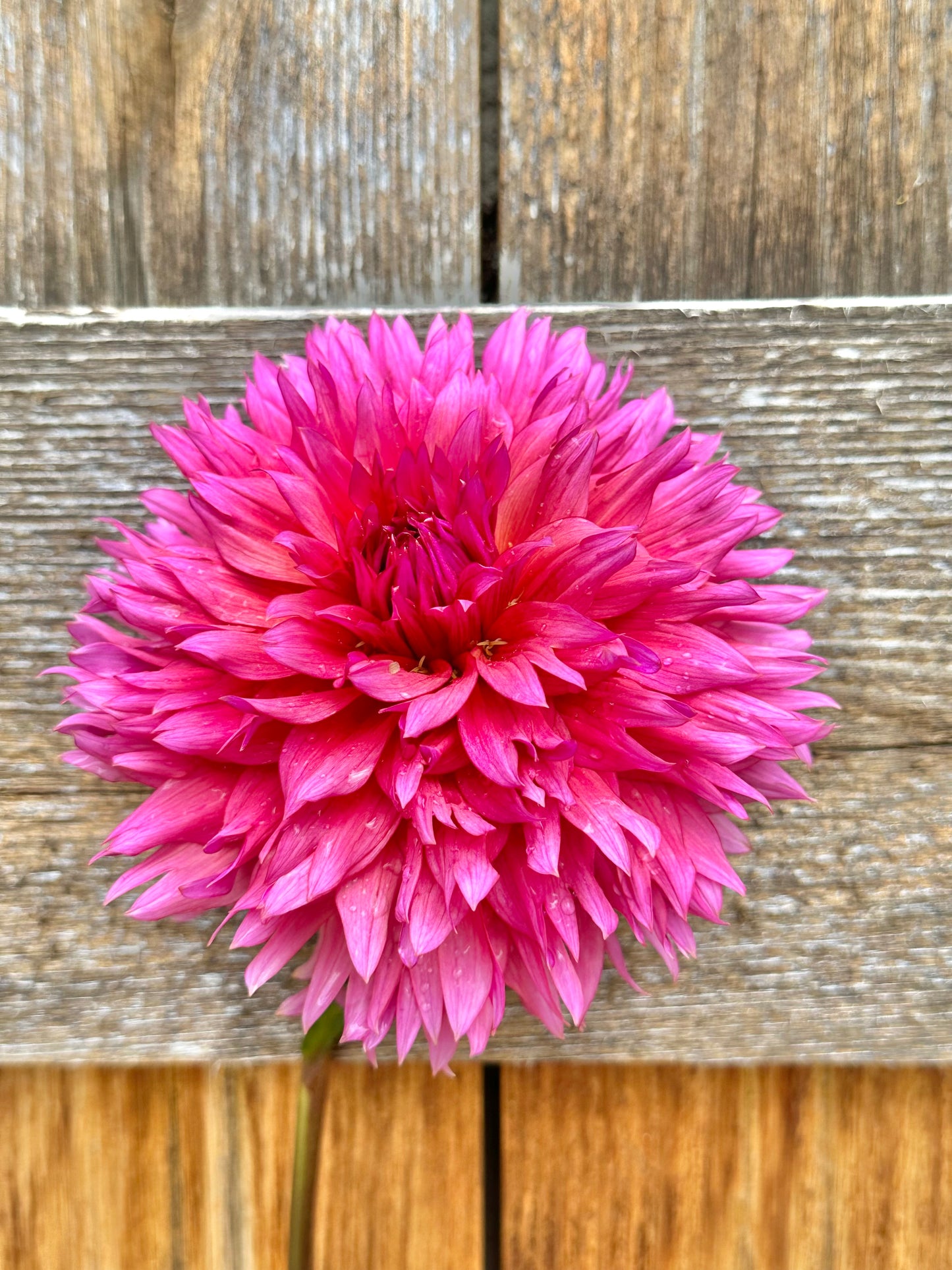 Sonic Bloom dahlia