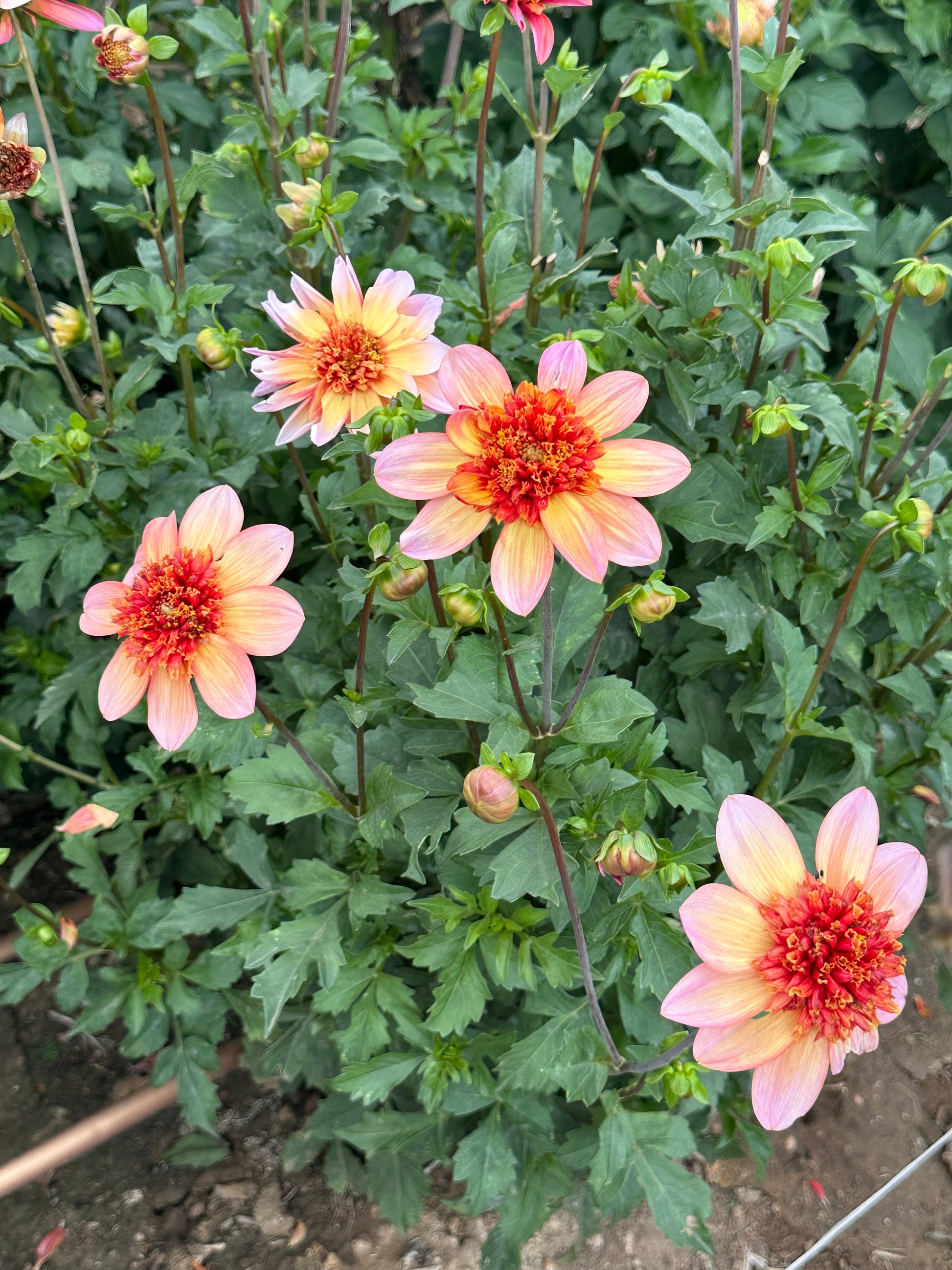 Totally Tangerine dahlia