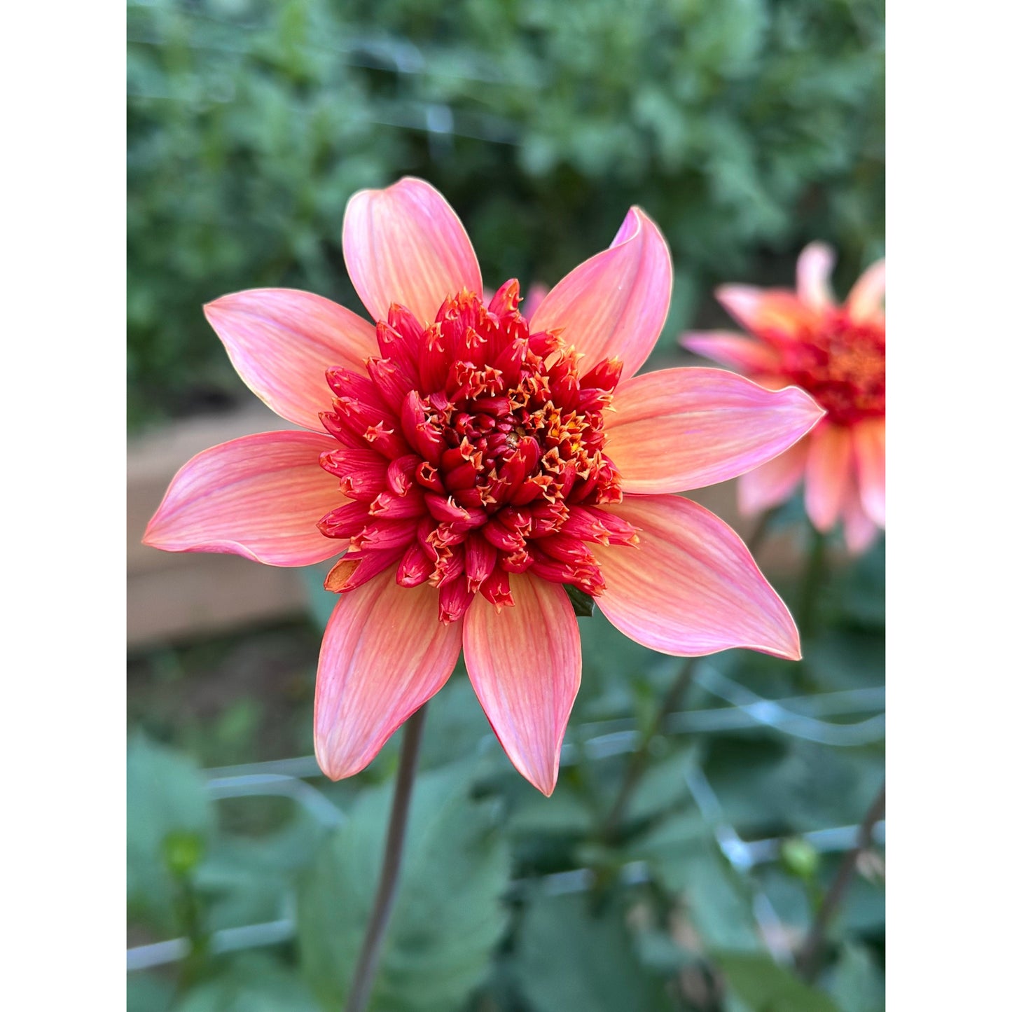 Totally tangerine dahlia, dahlia tuber