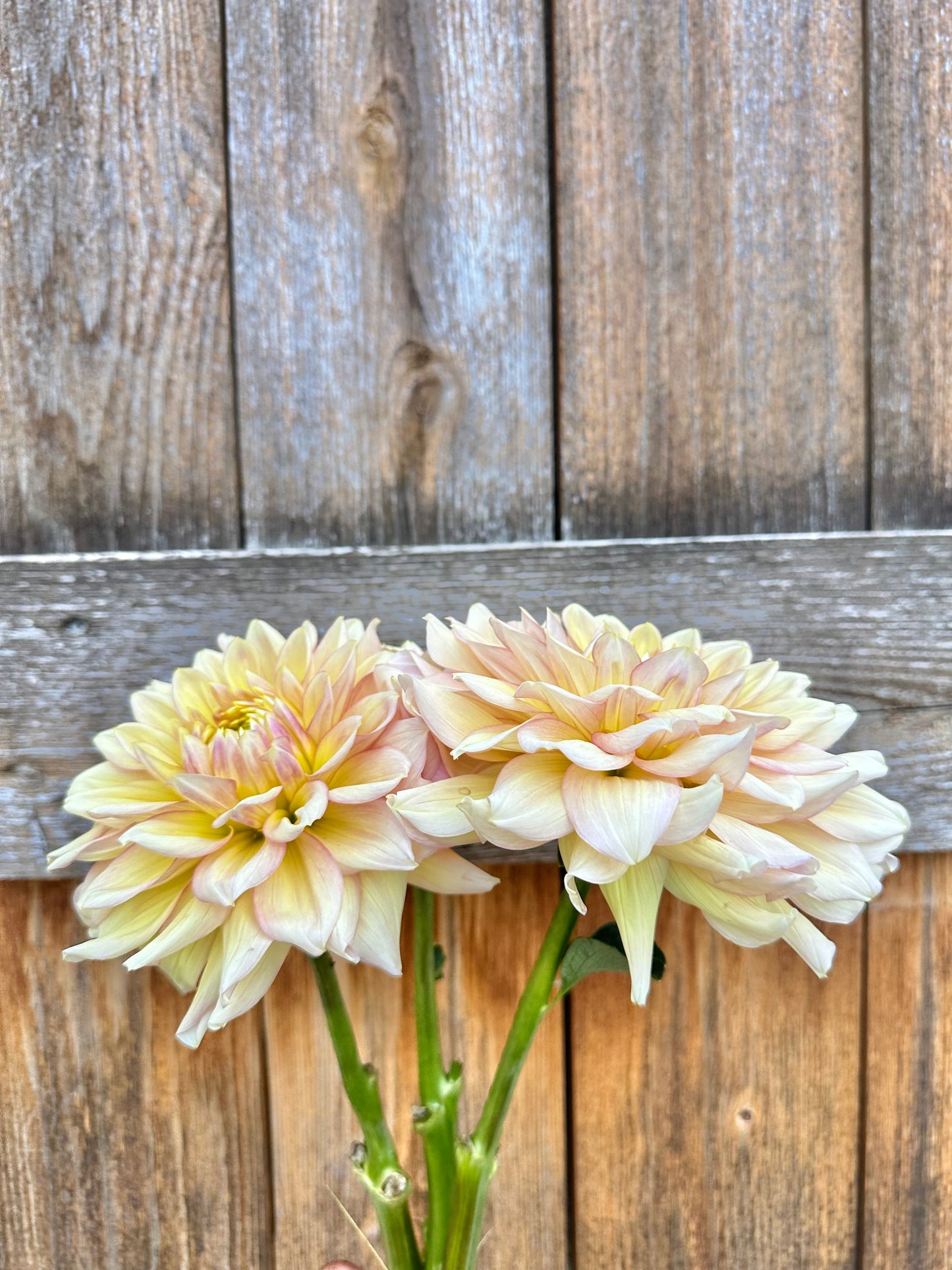 Wyn’s New Pastel dahlia