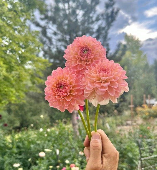 Barbarry Dominion dahlia tuber - Pedaling Petals