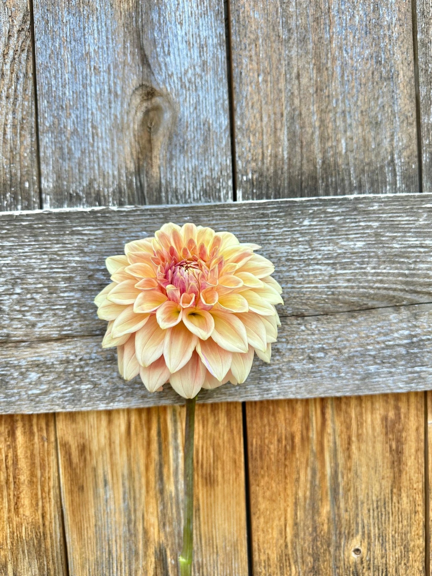 Bloomquist Alan dahlia tuber - Pedaling Petals