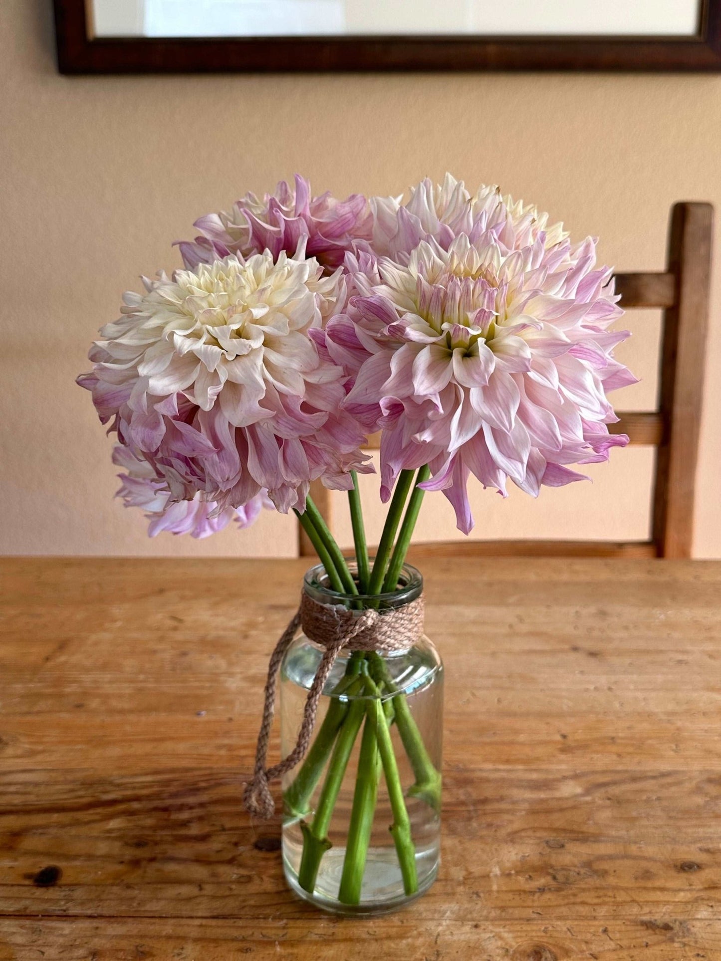 Bloomquist Compare dahlia tuber - Pedaling Petals