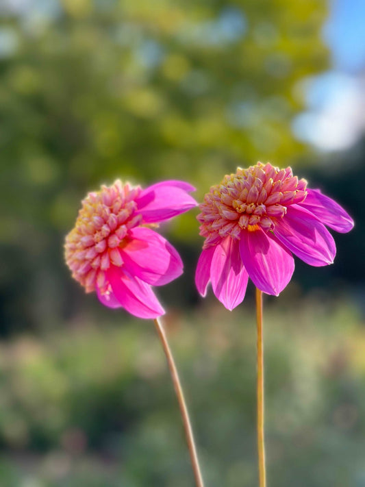 Bloomquist Ginnie dahlia - Pedaling Petals