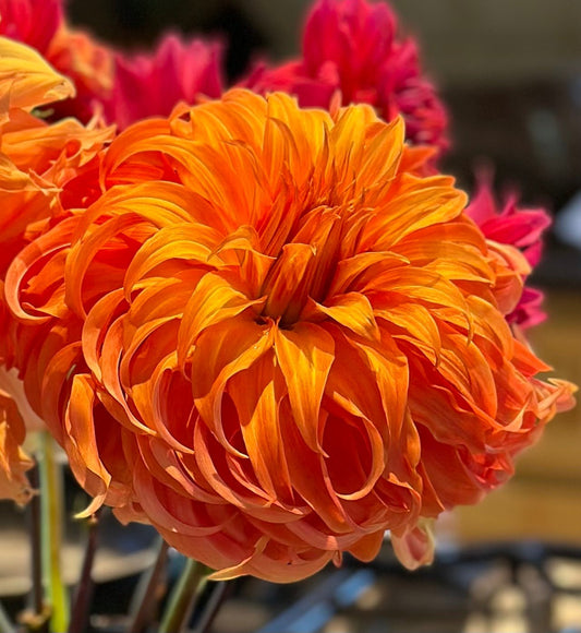 Bloomquist Jean dahlia tuber - Pedaling Petals