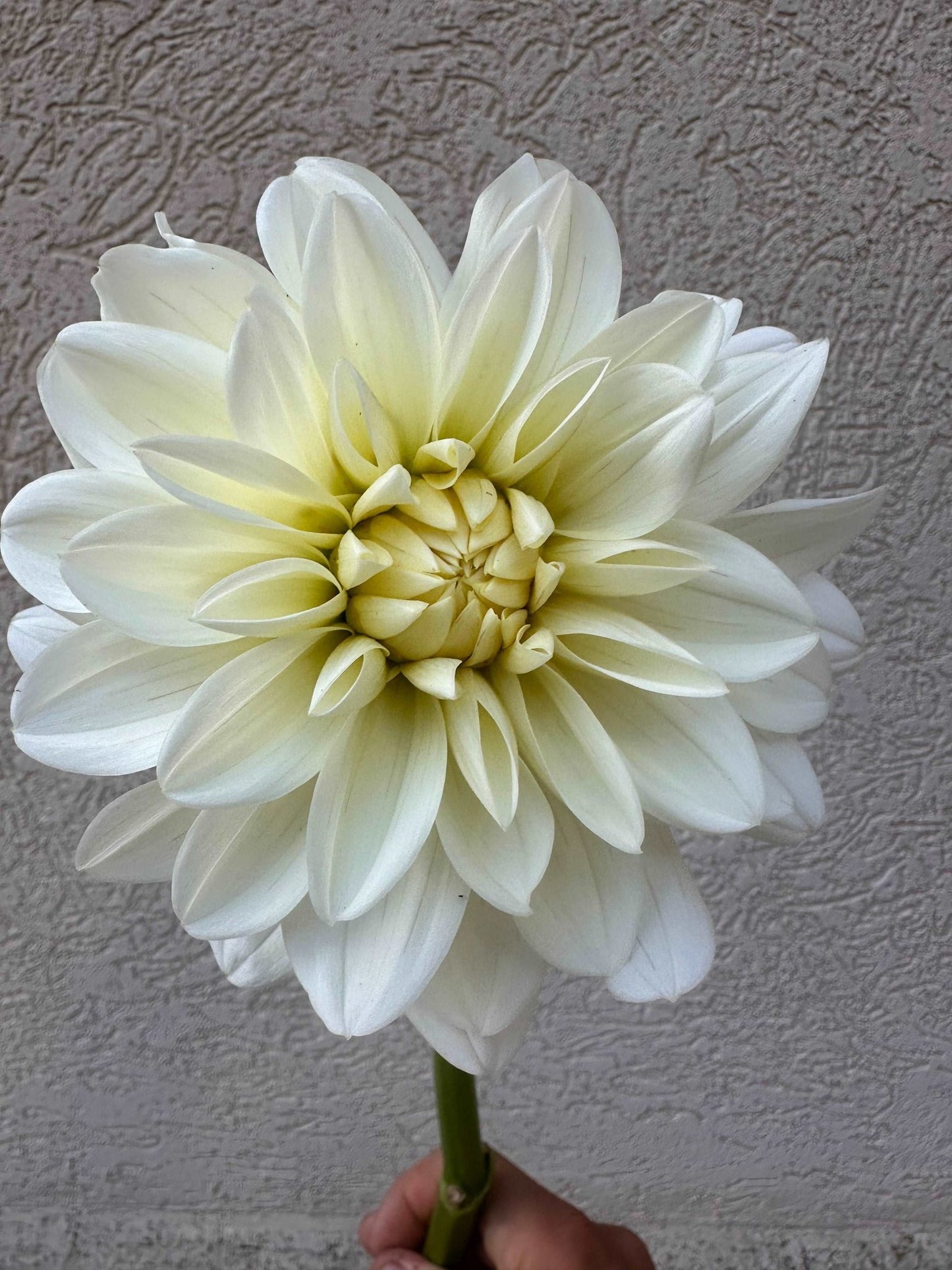 Bridezilla dahlia tuber - Pedaling Petals