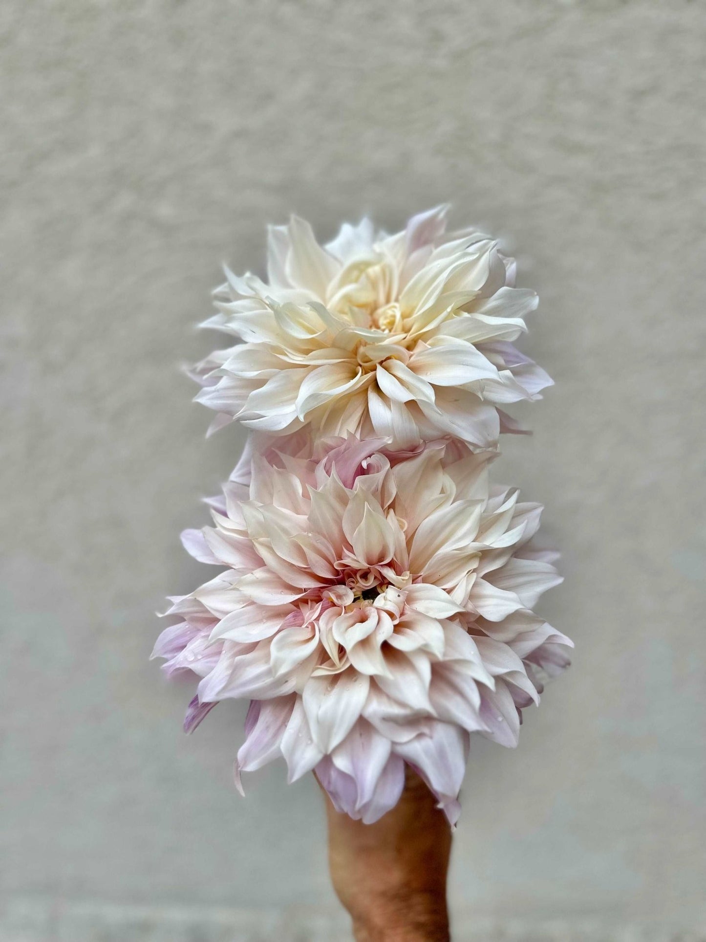Cafe Au Lait dahlia tuber - Pedaling Petals