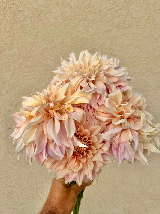 Cafe Au Lait dahlia tuber - Pedaling Petals