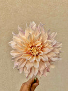 Cafe Au Lait dahlia tuber
