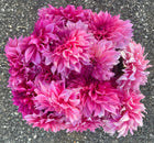 Cafe Au Lait Rose dahlia