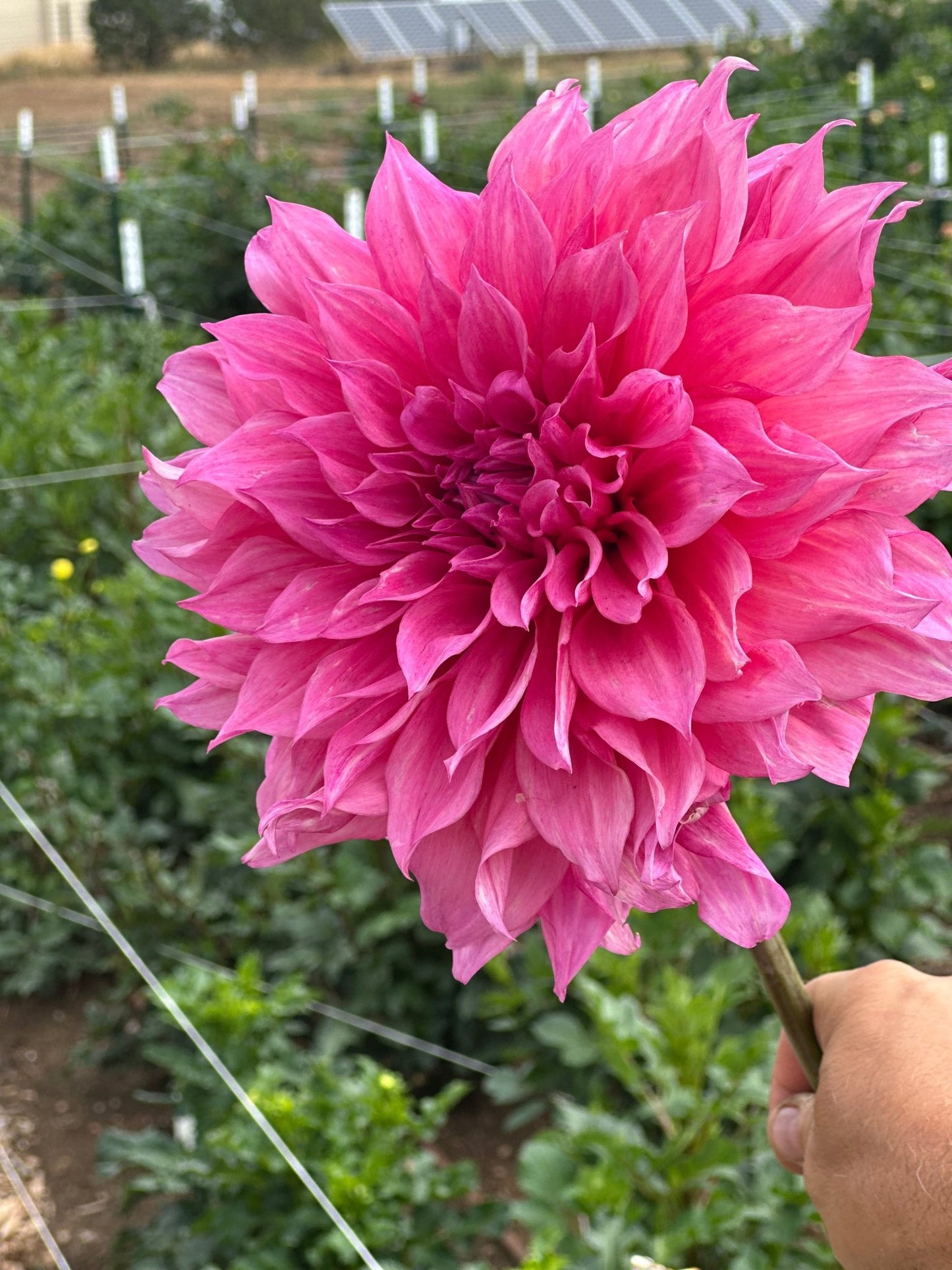 Cafe Au Lait Rose dahlia - Pedaling Petals