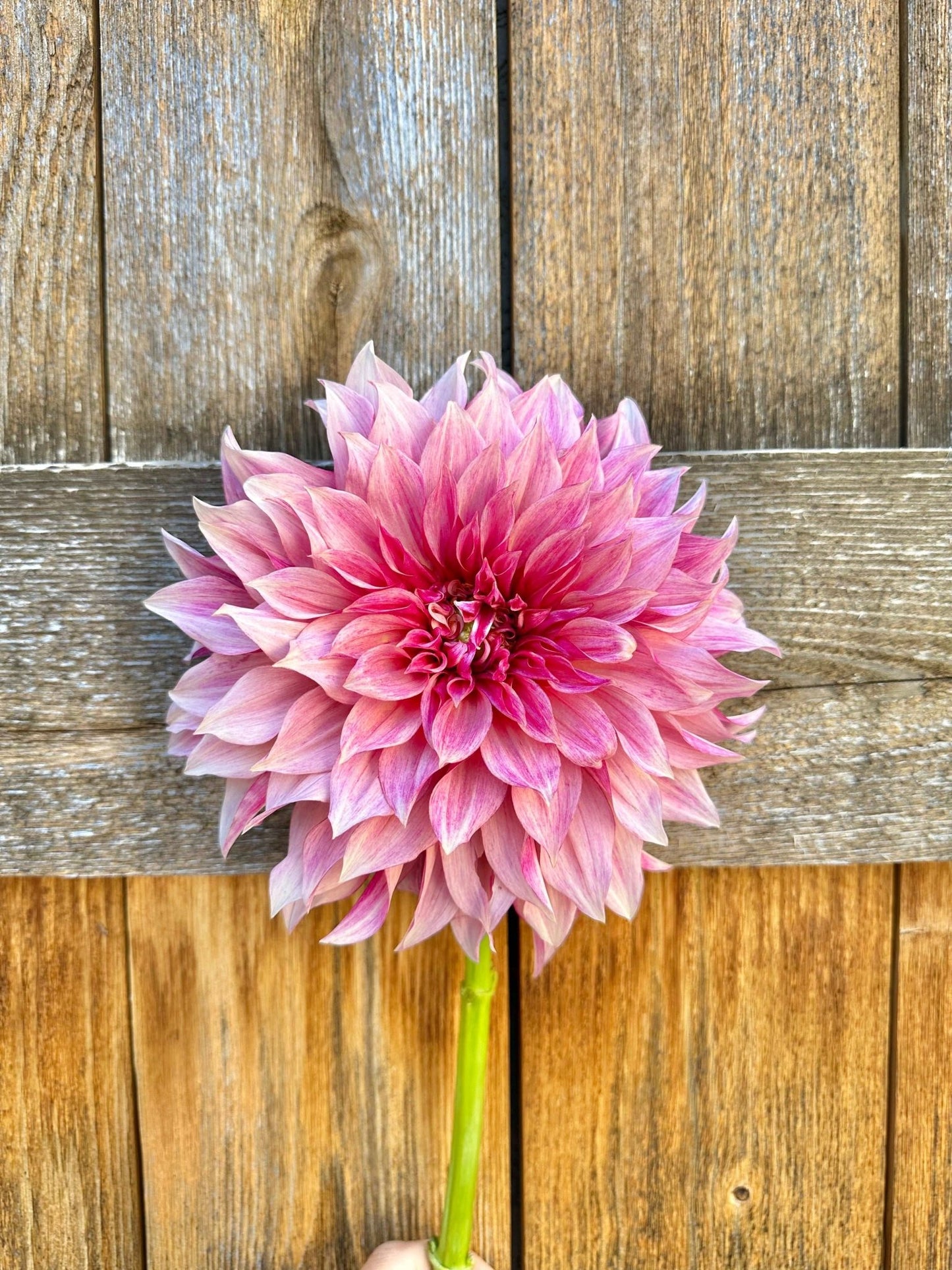 Cafe Au Lait Royal dahlia tuber - Pedaling Petals