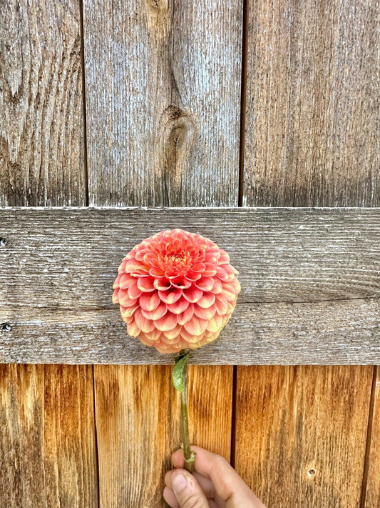 Camano Buz dahlia - Pedaling Petals