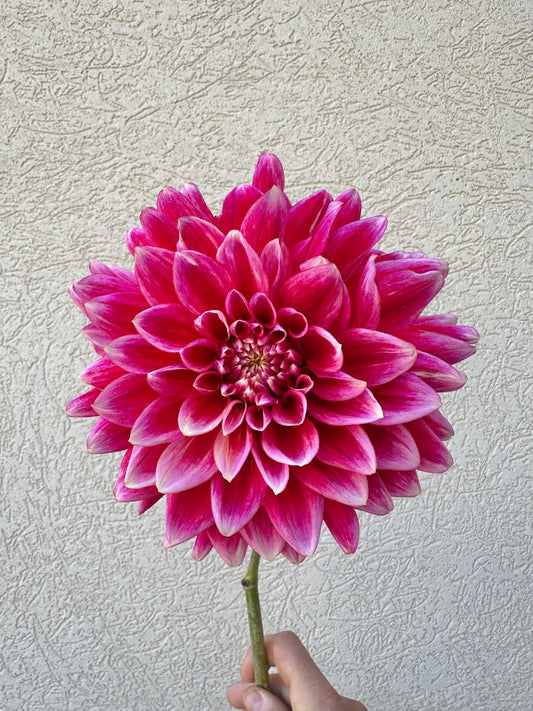 Canby Centennial dahlia tuber - Pedaling Petals