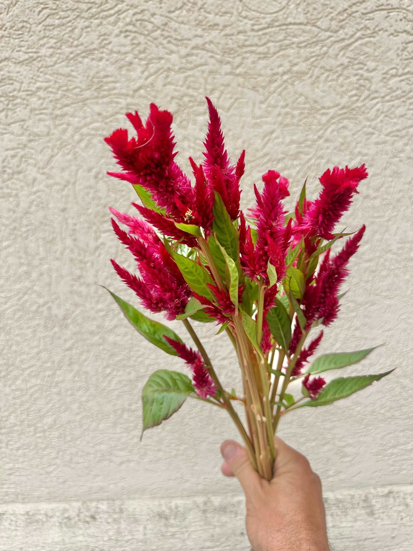 Celosia flower bunch - Pedaling Petals