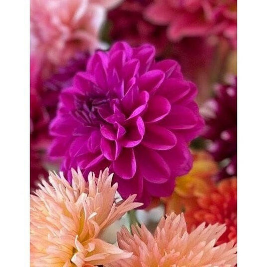 Chloe Janae Dahlia - Pedaling Petals