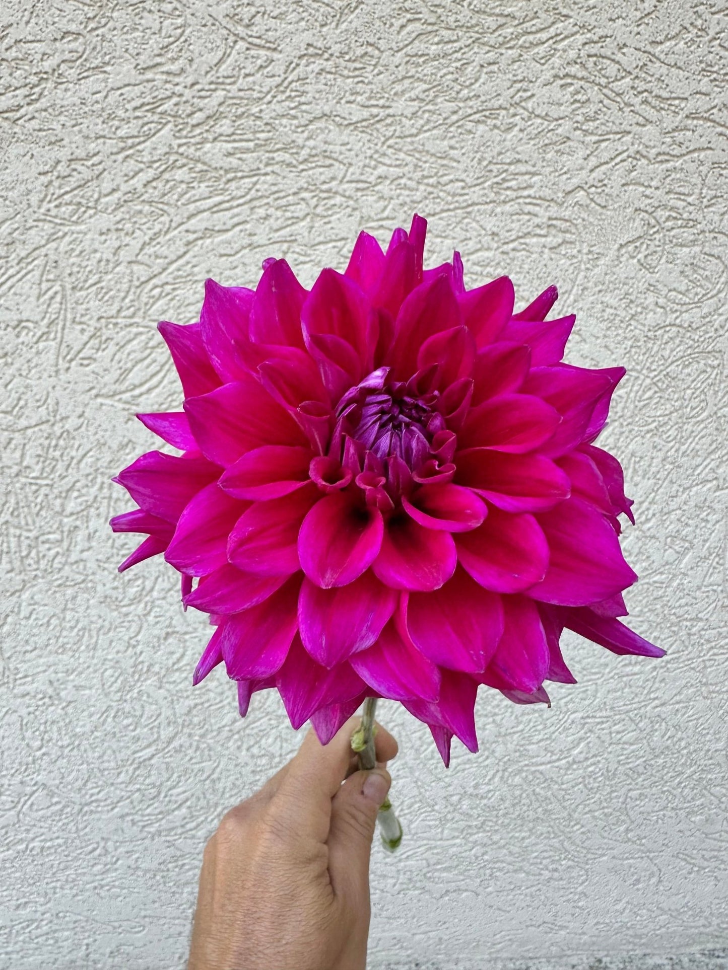 Chloe Janae Dahlia - Pedaling Petals