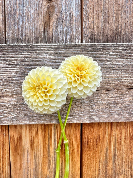 Creamy dahlia - Pedaling Petals