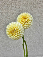 Creamy dahlia